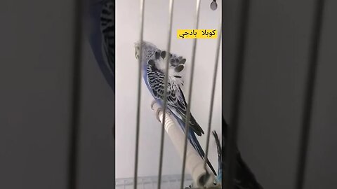 كوبلا البادجي هوكو رينبو كيوت روعة