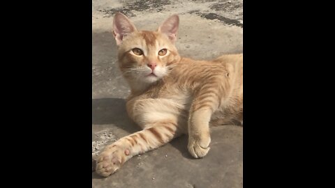 WATCH THIS CUTE CAT TAKING SUN BATH!!!!!!!!!!!!!!!!