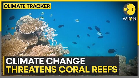 400-year heat threat to Great Barrier Reef | WION Climate Tracker | N-Now