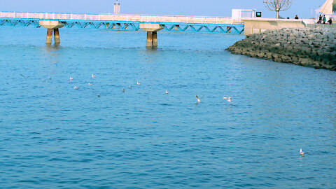 Gulf birds