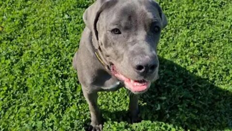 Bruce The Puppy Cane Corso 50 KG 110 Lbs 10.5 Months Old-