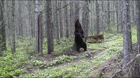 Grizzly Bear Endangered Species Delisting