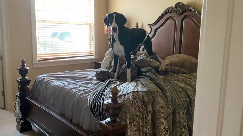 Great Dane Has Fun Burying Her Bone & Tossing Throw Pillows On The Bed