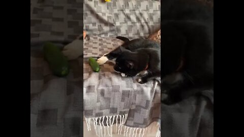 #shorts Смешные Коты Из Тик Тока 73 Funny Cats From Tiktok