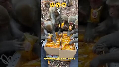 Monkey Eating | Monkey funny video | #shorts #trending #youtubeshorts #monkey #funny (@queenqueen