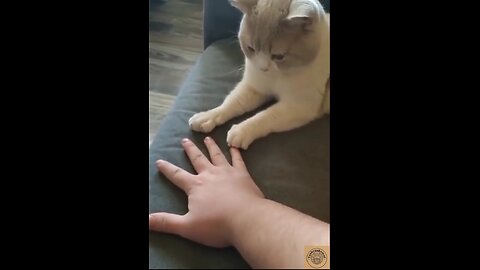 This Cat's Reaction to a Baby's Hand Will Make You Meow With Laughter!🙀