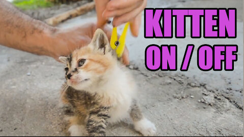 Learn how to turn it on and off a cute kitten!