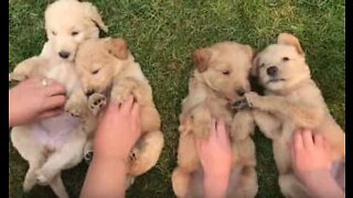 Ekstremt søte! En ettermiddag med labradoodle-valper!