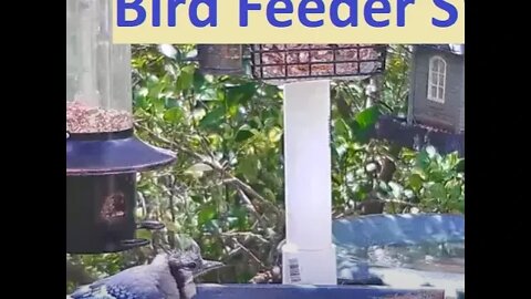 Florida Bird Feeder Live Camera HD