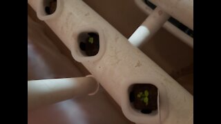 Hydroponics Update!