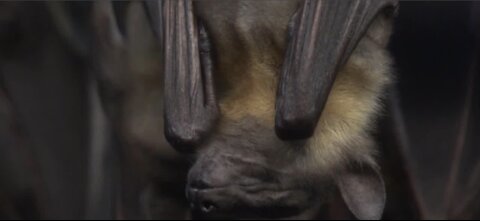 Researchers work to rehab image of bats during COVID-19 pandemic