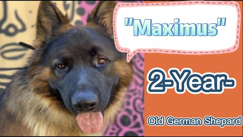 2-Year-Old German Shepard "Maximus" | 4WK Reactive Board |Off Leash K9 Training