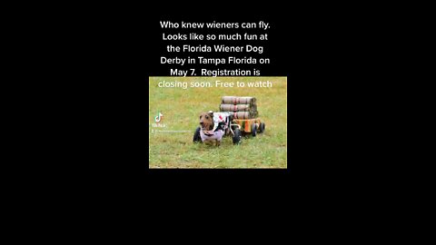 Wieners can fly?