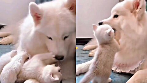 Cute dog baby funny video