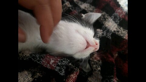 My sick kitten SNEEZES ♡ deadly cuteness