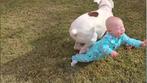 "Dogs Knocking Kids & Babies Over | Funny Dog Fails Compilation"