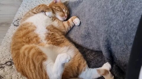 Relaxing carpet cat