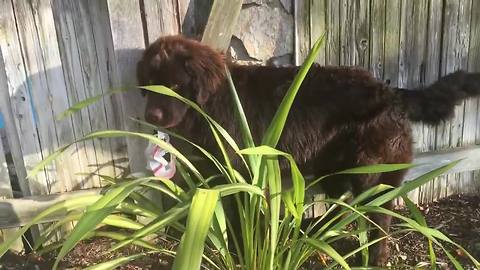 Over-sized puppy tries to hide from owner