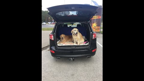 Golden Retrievers Wrestling match