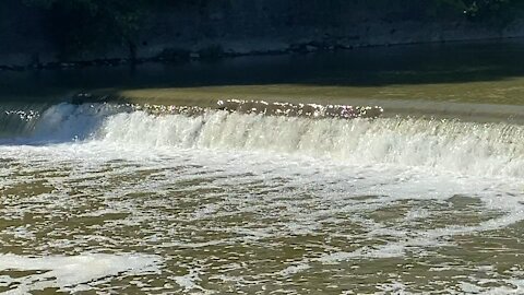 2021 Salmon run Humber River 74