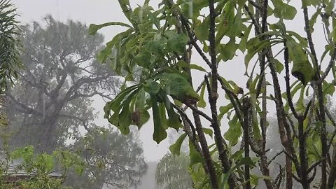 Tropical Rain Storm: Sleep Aid: CHILLAXING IN THE RAIN