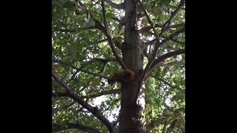 Cocky squirrel vs intense Beagle mix