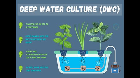 Benefits of Growing Cannabis in DWC & NFT