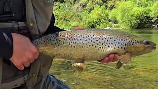 Amazing Fly Fishing - Beautiful New Zealand - Trout