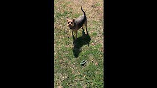 Charlie running the farm