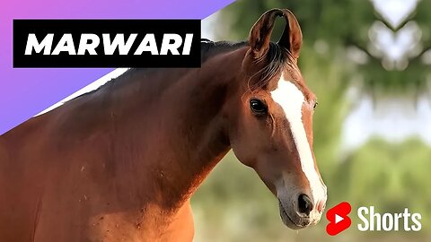 Marwari 🐴 One Of The Most Beautiful Horses In The World #shorts #marwari #beautifulhorses