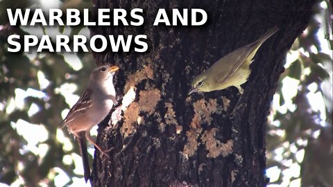 Warblers, Woodpeckers and Sparrows eating suet