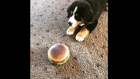 Confused puppy totally baffled by toy hamburger