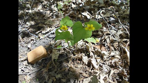 Soaking in the Sun Yellow Violet Spring 2021