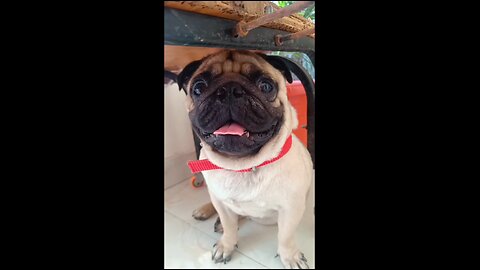 Sakal dekho... 😅 #pug #dog #puppy #rumble