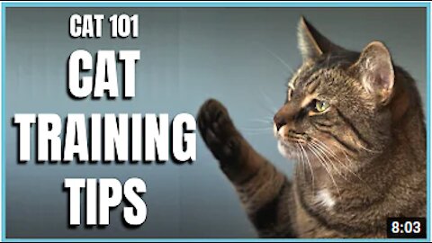 Cats 101: Basic Cat Training Tips