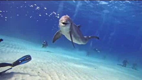 Un gentil dauphin interagit avec des plongeurs