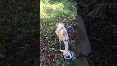 Lamb widow and farm dog become good friends #shorts #viral