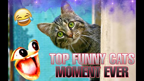 TOP FUNNY CATS VIDEO EVER 😂