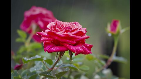 Rain in the Garden