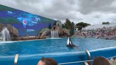 whales at seaworld san dieago