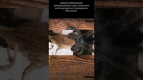 Aranha caranguejeira ataca e mata pássaro