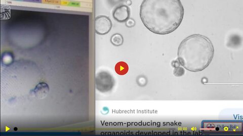 Undiluted Pfizer Vials Full of Snake Venom Proteins for Injection