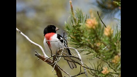 Bird Song: Rose-breasted Grosbeak