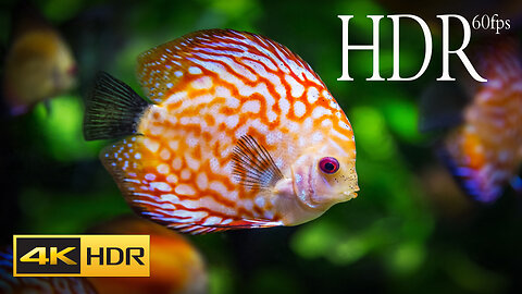 BEAUTIFUL COLOR FULL FISH HDR 4k 60fps Video Most (Colorful Fish) in the World 4K HDR 60FPS Video