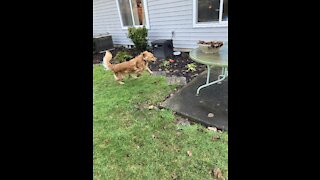 Happy Golden Does Zoomies