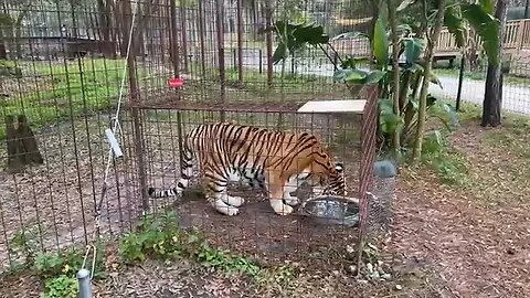 Caturday Walkabout with senior keepers Amanda and Kristen 01 21 2023- Feeding tour edition!