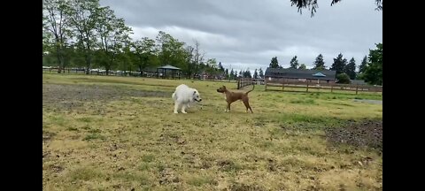 German Shepherd vs a pitbull