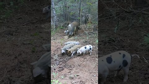 The piglets are enjoying the extra pig paddock play area now that Red Half has moved their nest.