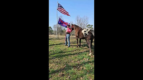 Horse Train #47 🦅🚂🐎🐎🐎🚃🇺🇸