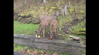 These deer just love pumpkin